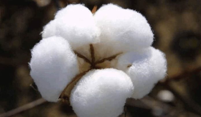 Cotton