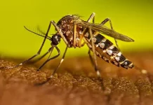 Peshawar Division reports significant decline in dengue cases
