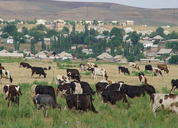 livestock