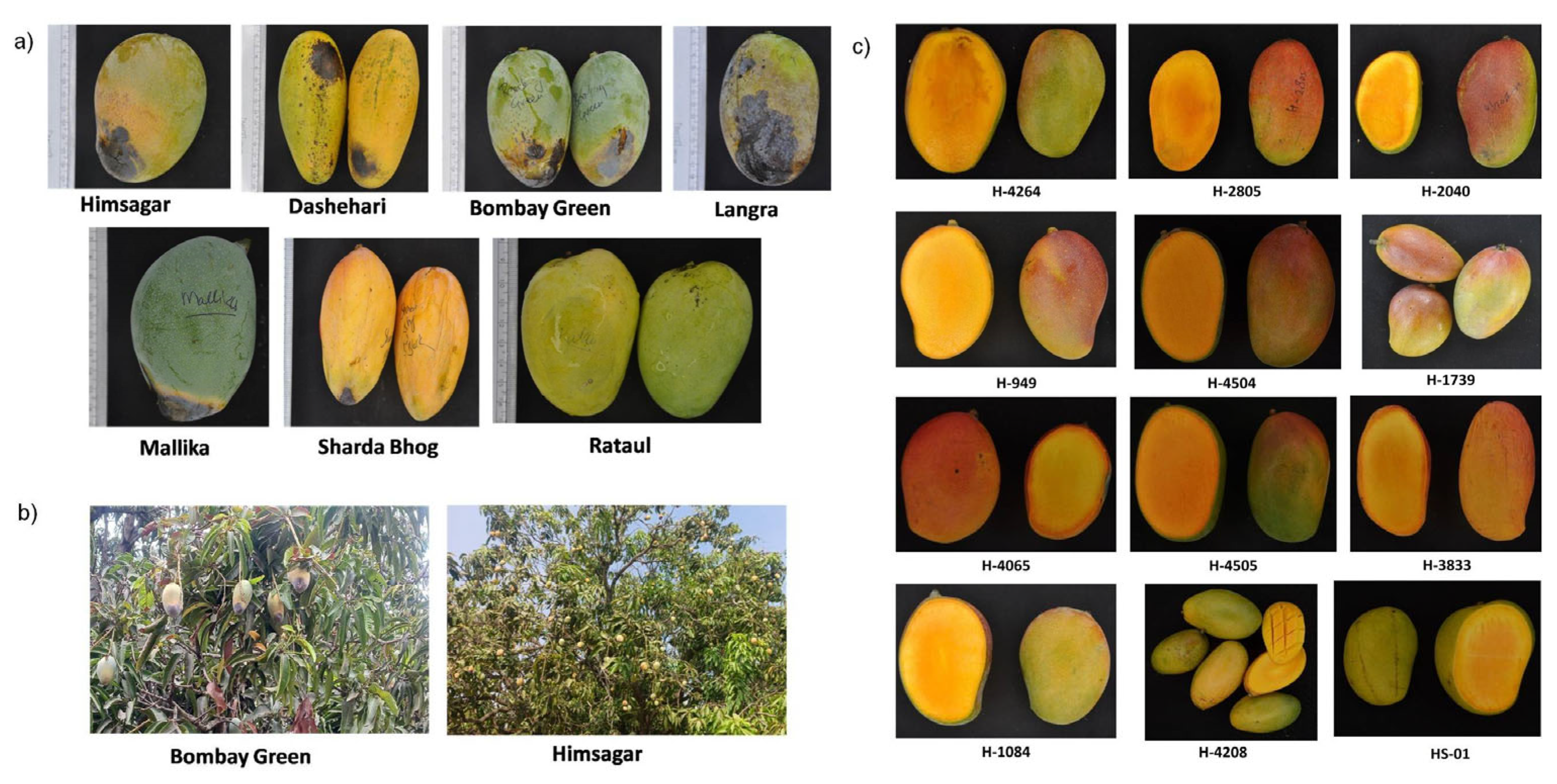 Nutritional Variability in Mango (Mangifera indica L.) Under Climate Change-Induced Environmental Stress