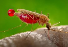 Over 1,700 Malaria cases reported in Landikotal