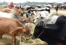Punjab unveils Rs149.9bn plan to raise livestock exports beyond $4bn