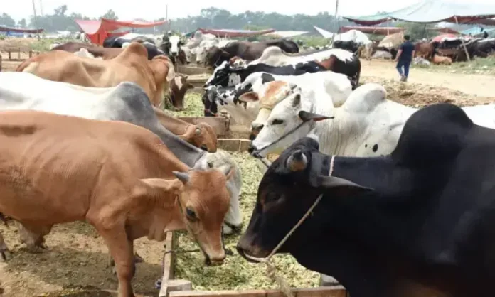 livestock Catle market