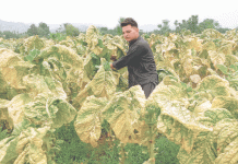 Tobacco growers face exploitation as marketing season raises serious concerns