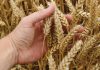 KP produces far less wheat than its annual requirement