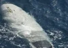 IRGC announces capture of US unmanned submersible